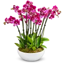 Elegantní sesadba orchideí